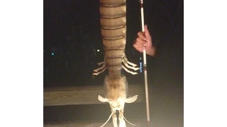 Florida fisherman reels in 18-inch mystery species of gross giant shrimp