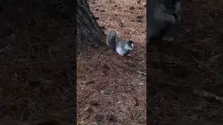 Fattest Squirrel we have ever seen…