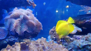 Under the Red Sea 4K - Incredible Underwater World - Relaxation Video with Original Sound (NO LOOP)