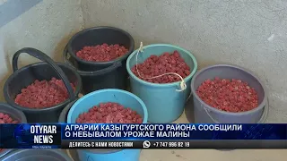 Аграрии Казыгуртского района сообщили о небывалом урожае малины