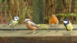 Videos for Cats : Birds in The Park