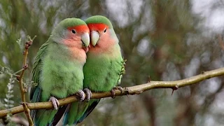 Пение попугайчиков-неразлучников
