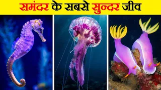 समुद्र में पाए जाने वाले सबसे खूबसूरत जीव | World’s Most Beautiful Sea Creatures