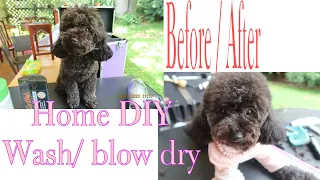Dog Grooming | easy home grooming