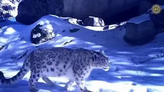 Первое видео снежного барса в Заилийском Алатау!