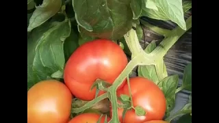 Eterei, el nuevo tomate de Seminis