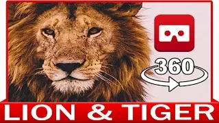 360° VR VIDEO - LION & TIGER - DISCOVERY ANIMAL & NATURE - VIRTUAL REALITY 3D