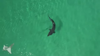 Stunning drone footage of a basking shark in clear Scottish waters