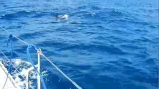 Delphine im Atlantik