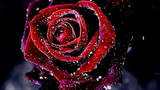 Bette Midler  "The Rose"  (Legendado)