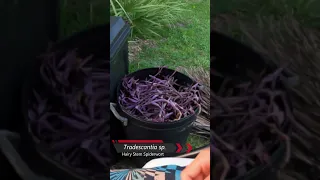 We found a trash can full of free discarded Tradescantia Hairy Stem Spiderwort plants!