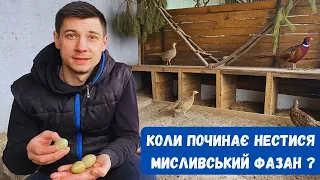 Фазани ( перші яйця) / pheasants first eggs