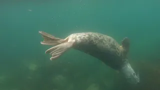 Snorkelling with seals, Isles of Scilly