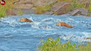 Crocodiles Take of Opportunity to Attack Their Prey - What Happen Next in Nature?