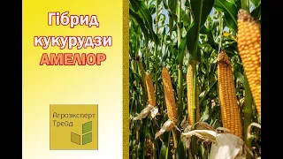 Кукурудза Амеліор 🌽 - опис гібрида 🌽