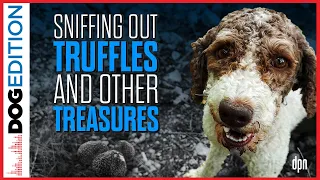 Sniffing Out Truffles and Other Treasures | Dog Edition # 56