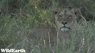 WildEarth - Sunset Safari -13 June 2023