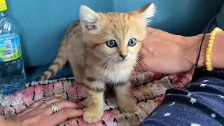 GOT A SAND CAT (Felis margarita)