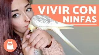 Cuidados de una Ninfa 🐦LITTLE BIRDS