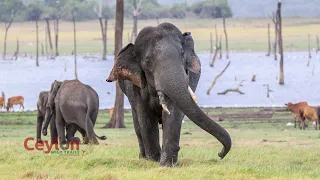 Dancing elephant🐘💃 at kaudulla sri lanka #elephant #dansing #swimming #Bhanu