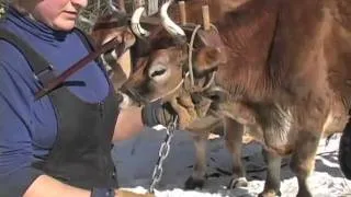 Logging with Oxen at D Acres Permaculture Farm