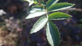 The Elder Plant - 10 minutes about its herbal medicine