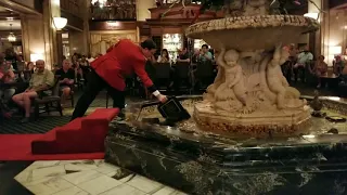 The March of the Peabody Ducks Memphis