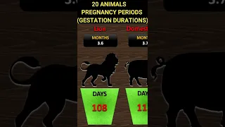 For How Long Are Animals Pregnant? | ANIMALS PREGNANCY PERIODS | GESTATION DURATIONS