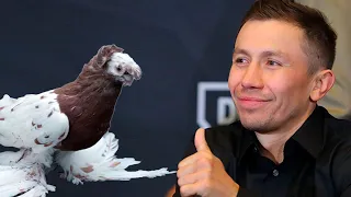 Бойные голуби GGG Геннадий Головкин. Двухчубые голуби. Tauben. Pigeons. Palomas. Pombos. 비둘기.