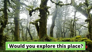 Top 10 Most Beautiful Jungles In The World