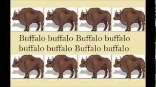 Buffalo Buffalo Buffalo ¦ Why The English Language Is Complicated