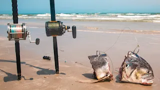 using shark bait at the beach - live mullet and jack