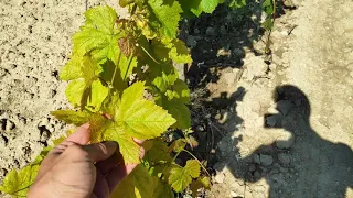 Carencias en viña, clorosis férrica