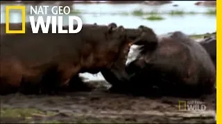 Old Hippo vs. Young Hippo | Explorer