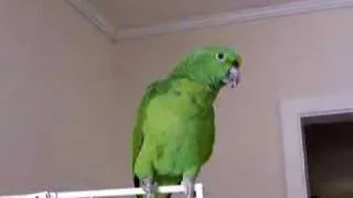 laughing parrot