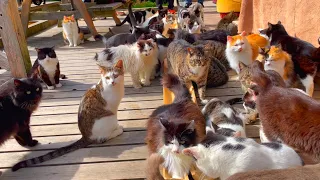 More than 100 cats live in a free-range cat island🐈 Japan, Miyagi