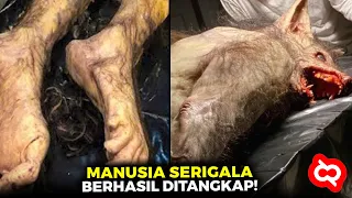 Ilmuwan Langsung Meneliti Manusia Serigala yang Ditangkap Warga! Setelah Diselidiki Ternyata...