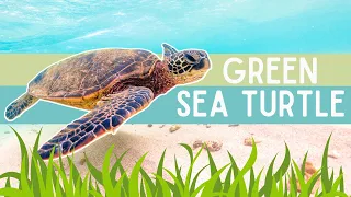 Top Facts on the GREEN SEA TURTLE | Size, Diet, Threats & Nesting