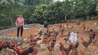 Catch chickens and bring them to the market to sell.  Move 300 chickens to a new coop. (Ep 199).