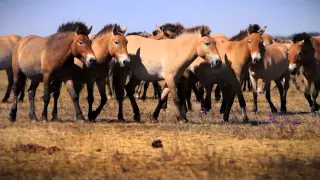 Noé bárkáján - a 40 éves Hortobágyi Nemzeti Park