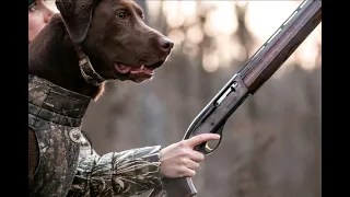 Duck Hunting with a 28 Gauge - Remington 1100 Sportsman 28 - Review