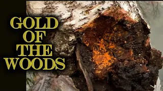 CHAGA - The GOLD of the WOODS in Pennsylvania