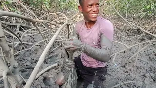 PEGANDO CARANGUEJOS NO MANGUEZAIS/E PREPARAMOS E COMEMOS