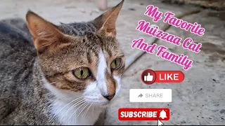 My Favorite Muizzaa cat and family | Happy cats | Cats life style #muizzaacatcare