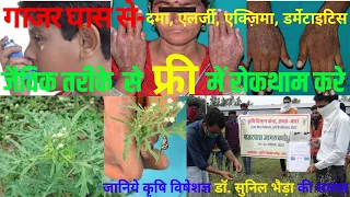 गाजरघास की रोकथाम कैसे करे !  गाजरघास/ पार्थेनियम का जैविक कंट्रोल ! How to Control Parthenium