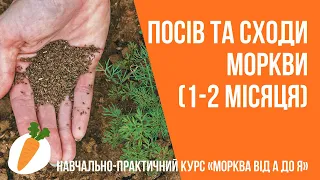 Курс ﻿«Морква від А до Я» - БЛОК 2. «Посів та сходи моркви (1-2 місяця)»