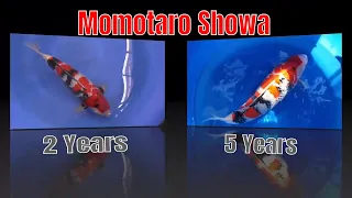 Momotaro Showa From 2Years to 5Years