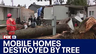 Windstorm topples tree in Lynwood, damaging 4 mobile homes | FOX 13 Seattle