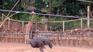 Visiting Zoo Atlanta