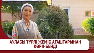 Ауласы түрлі жеміс ағаштарынан көрінбейді